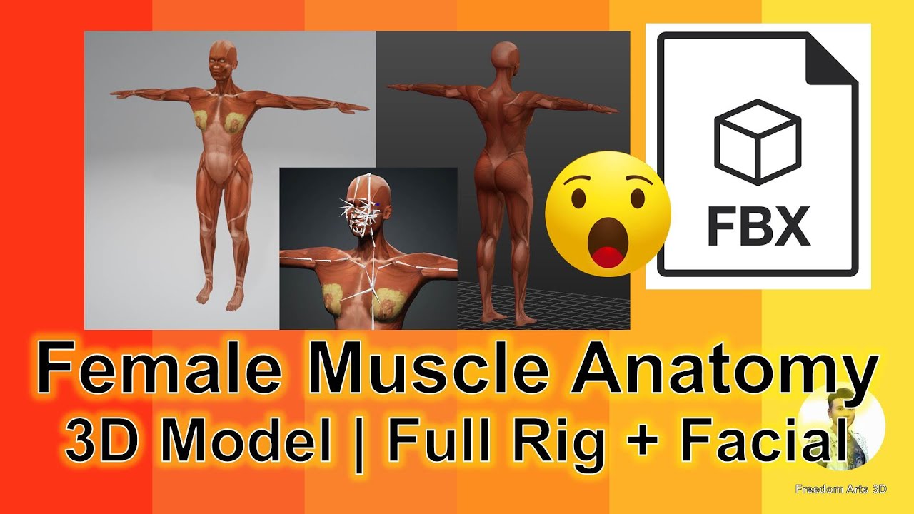 Female Muscle Anatomy FBX | Rigged | Facial | 3D Model | Freedom Arts 3D